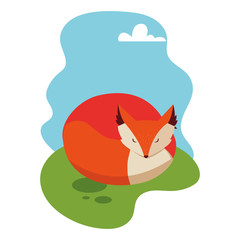 Fototapeta premium wild fox on a summer nature landscape