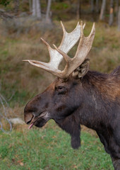 Bull Moose with huge antlers (Alces alces) walking in the forest in Quebec, Canada