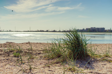 Fototapeta na wymiar Green cane bush on the sandy beach of the lake.