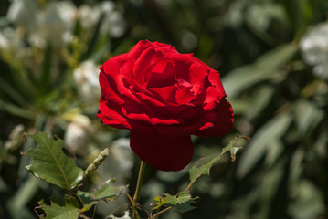 Beautiful red rose of intense red color. Image.