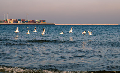 seagull near dct terminal port gdansk  - obrazy, fototapety, plakaty