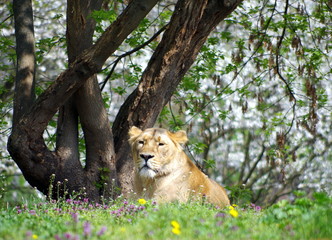 Fototapeta na wymiar Lioness resting and enjoying spring