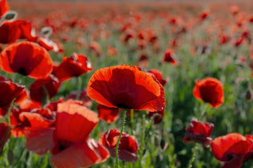 blooming field of red poppy flowers at sunset. abstract nature blur. nature scenery with blurred background in evening light