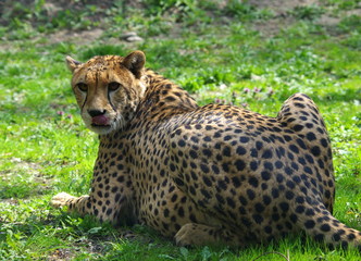 Cheetah portrait - resting