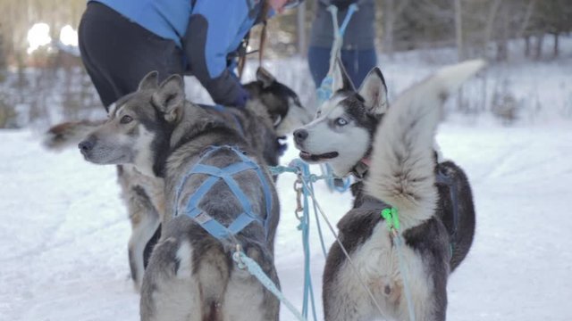 Slow motion footage of dog sled tour during the winter months in the Canadian Rockies in Canada. Rocky Mountains in Alberta are the perfect destination for not only a winter vacation. Travel Alberta