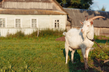 Obraz na płótnie Canvas Goat on farm. Pet on the background of village. Animal eat grass in summer. Concept of goat's milk, cheese, wool.