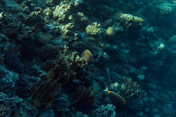 Naklejka na ściany i meble Chaetodon collare underwater in the ocean of egypt, underwater in the ocean of egypt, Chaetodon collare underwater photograph underwater photograph,
