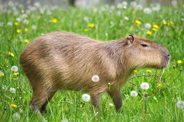 Young Capibara on a meadow