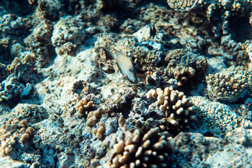 fish on a coral reef, underwater photography image, snorkeling in the ocean of egypt