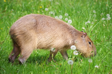 Young Capibara on a meadow