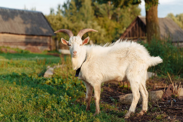 Goat on farm. Pet on the background of village. Animal eat grass in summer. Concept of goat's milk, cheese, wool.