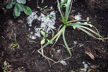 Snow covered green grass. Green grass under the snow. White snow and green grass background.