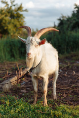 Goat on farm. Pet on the background of village. Animal eat grass in summer. Concept of goat's milk, cheese, wool.