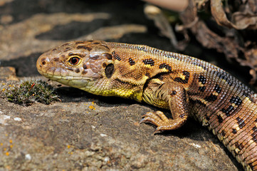 Sand Lizard / Zauneidechse (Lacerta agilis) female / Weibchen