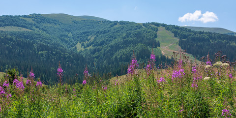 purple flowers on a hillside meadow in mountains. wonderful summer weather with clouds on the sky