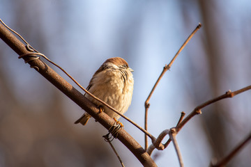 Sparrows are sitting on a branch on a sunny day.