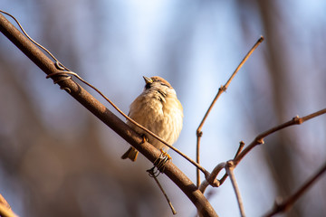 Sparrows are sitting on a branch on a sunny day.