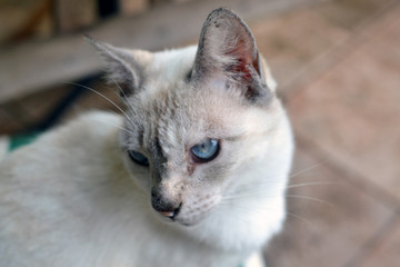 cute blue eye cat closeup