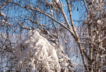 Snow covered tree branches after snowfall on  sunny, frosty day