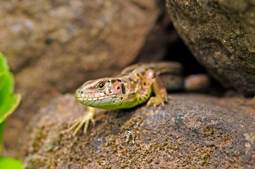 Sand Lizard / Zauneidechse (Lacerta agilis)
