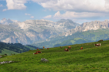 Fototapeta na wymiar View of mountains and grazing cows in Sella pass, Dolomites Alps, Italy, Europe