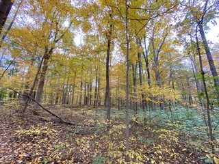 autumn in the forest