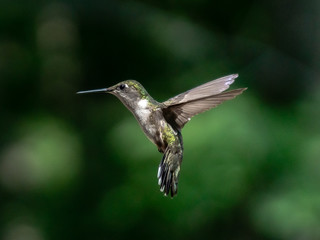 Hummigbird