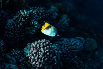 Chaetodon auriga underwater in the ocean of egypt, underwater in the ocean of egypt, Chaetodon auriga underwater photograph underwater photograph,
