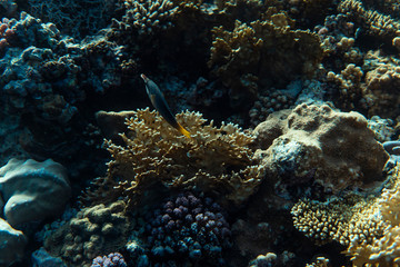 Fototapeta na wymiar gomphosus caeruleus underwater in the ocean of egypt, underwater in the ocean of egypt, gomphosus caeruleus underwater photograph underwater photograph,