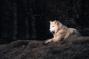 Wolf - Canis Lupus Arctus 