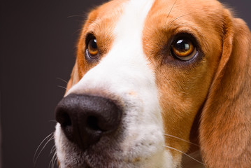 Beagle dog portrait. Isolated on a dark background. Closeup of dog snout