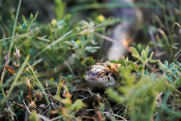 Macro close up Great Plains Rat Snake (Pantherophis emoryi)