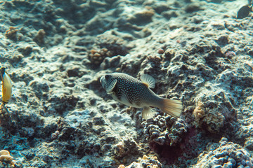 Naklejka na ściany i meble arothron stellatus underwater in the ocean of egypt, underwater in the ocean of egypt, arothron stellatus underwater photograph underwater photograph,