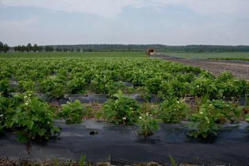 young strawberry farm field, Ukraine.
