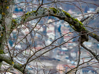 branches of tree in spring
