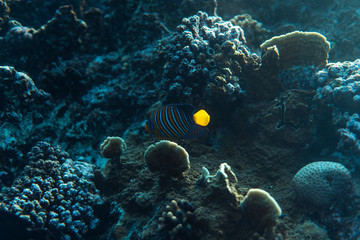 pygoplites diacanthus underwater in the ocean of egypt, underwater in the ocean of egypt, pygoplites diacanthus underwater photograph underwater photograph,