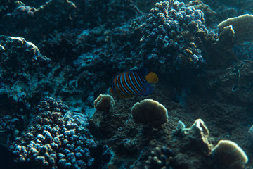 Fototapeta na wymiar pygoplites diacanthus underwater in the ocean of egypt, underwater in the ocean of egypt, pygoplites diacanthus underwater photograph underwater photograph,