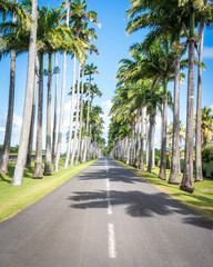 Allee Dumanoir in Guadeloupe, Capesterre Belle Eau. Street surrounded by royal palm trees in the...