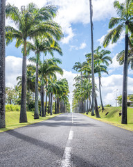 Allee Dumanoir in Guadeloupe, Capesterre Belle Eau. Street surrounded by royal palm trees in the...