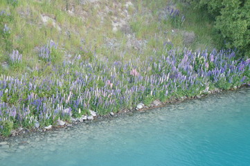 New Zealand Lake Tekapo and Lupins