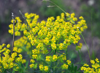 In spring, Euphorbia cyparissias blooms among herbs