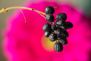 Common Privet (Ligustrum vulgare) berries with beautiful drops against gerbera flower