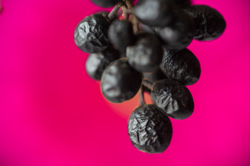 Common Privet (Ligustrum vulgare) berries with beautiful drops against gerbera flower