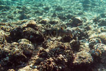 arothron stellatus underwater in the ocean of egypt, underwater in the ocean of egypt, arothron stellatus underwater photograph underwater photograph,
