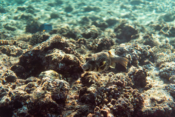 Fototapeta na wymiar arothron stellatus underwater in the ocean of egypt, underwater in the ocean of egypt, arothron stellatus underwater photograph underwater photograph,