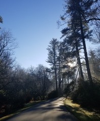 forest, road, nature, tree, landscape, trees, winter, autumn, path, snow, wood, fog, woods, mist, cold, park, sky, light, spring, lane, season, grass, sun, pine, sunlight