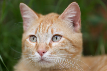 Portrait of a tabby adult cat.