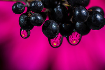Common Privet (Ligustrum vulgare) berries with beautiful drops against gerbera flower