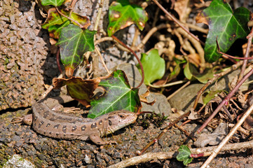 Sand Lizard / Zauneidechse (Lacerta agilis)