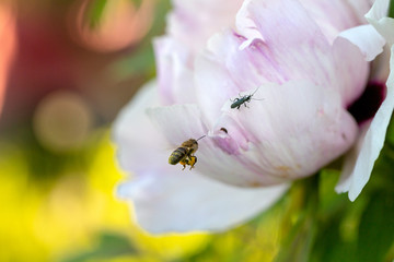Honey bee collecting pollen on flower in the garden close up. Pollination of flowers.